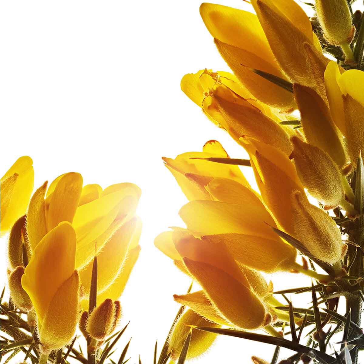 Clarins Super Restorative Night Cream - All Skin Types 50ml